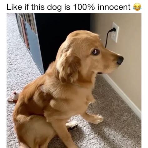 dog side eye meme|More.